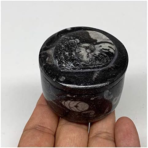 136 גרם, 1.6 איקס 2 שחור מאובן אורתוצ ' רס קופסא תכשיטים צורה עגולה מלוטשת בעבודת יד ממרוקו, מינרלים,
